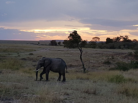 PONGEZI AFRICA SAFARIS-内罗毕必去景点