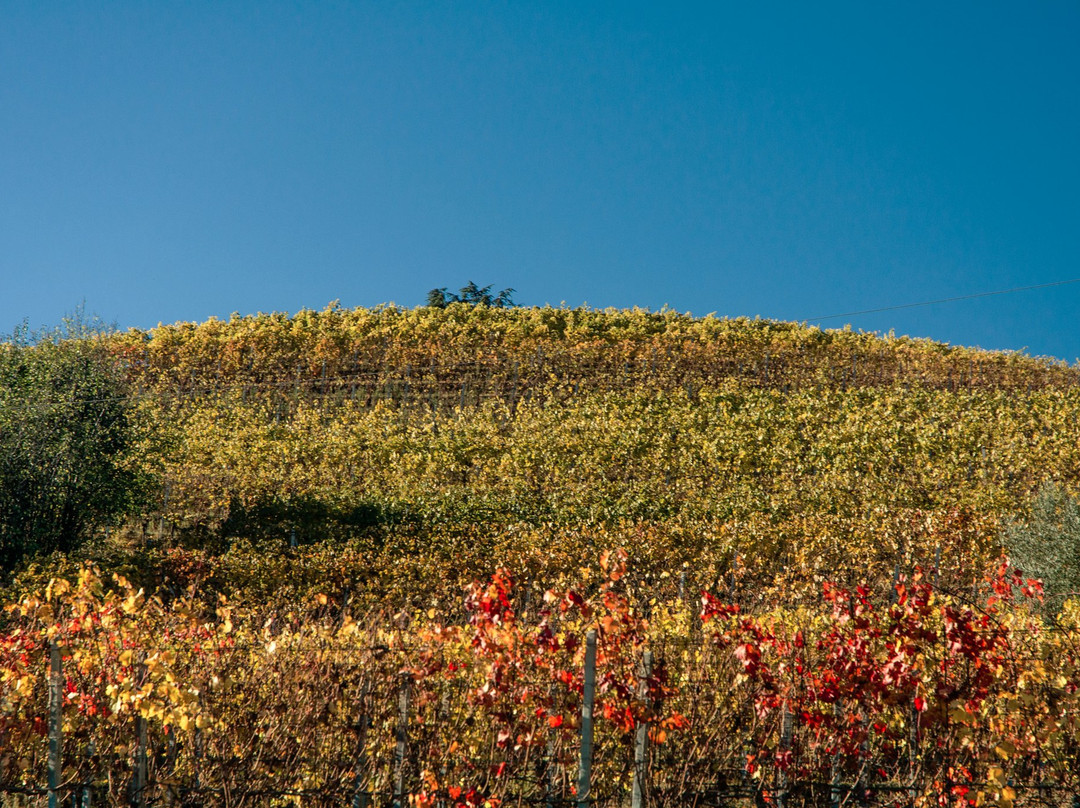 Azienda Agricola Cournaja-Santa Vittoria d'Alba必去景点