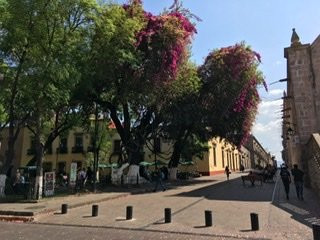 玫瑰花园-莫雷利亚必去景点