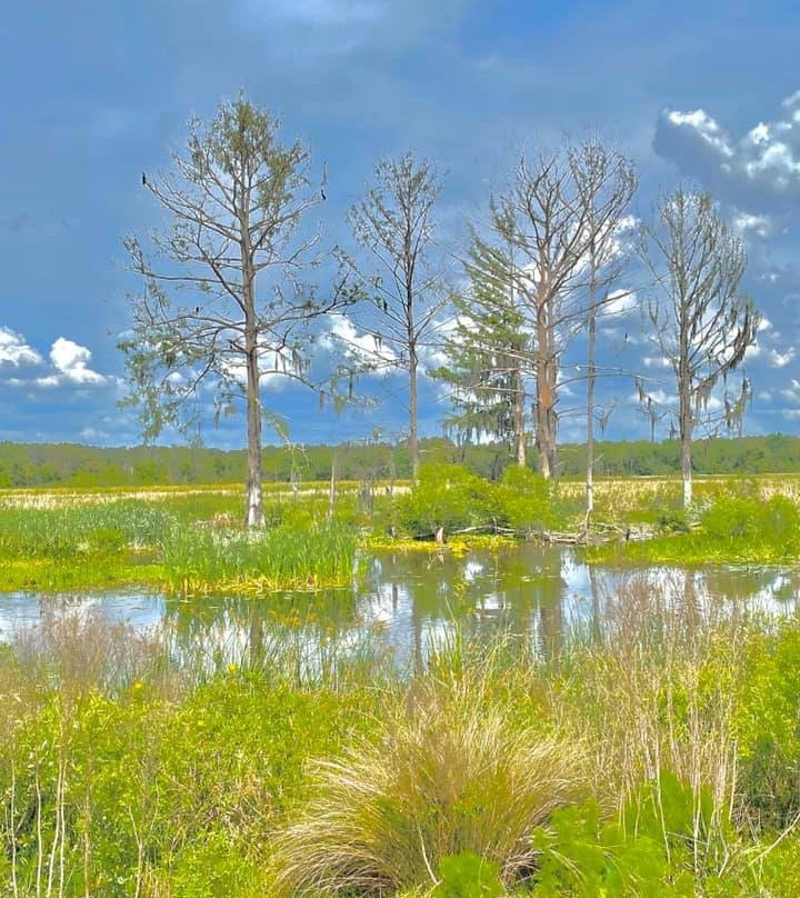Sweetwater Wetlands Park-盖恩斯维尔必去景点