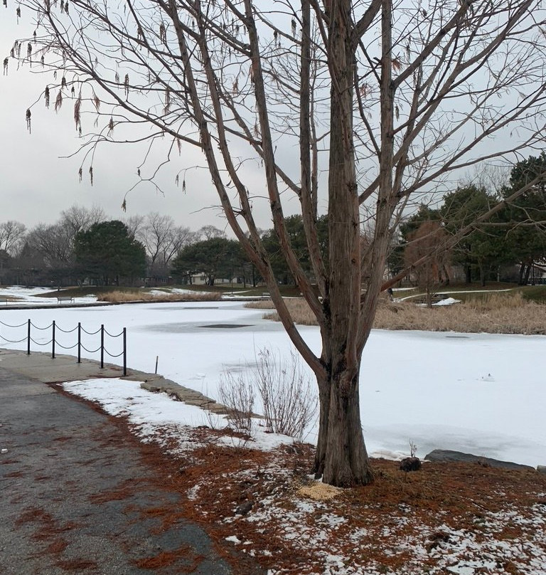 Lovelace Park-埃文斯顿必去景点