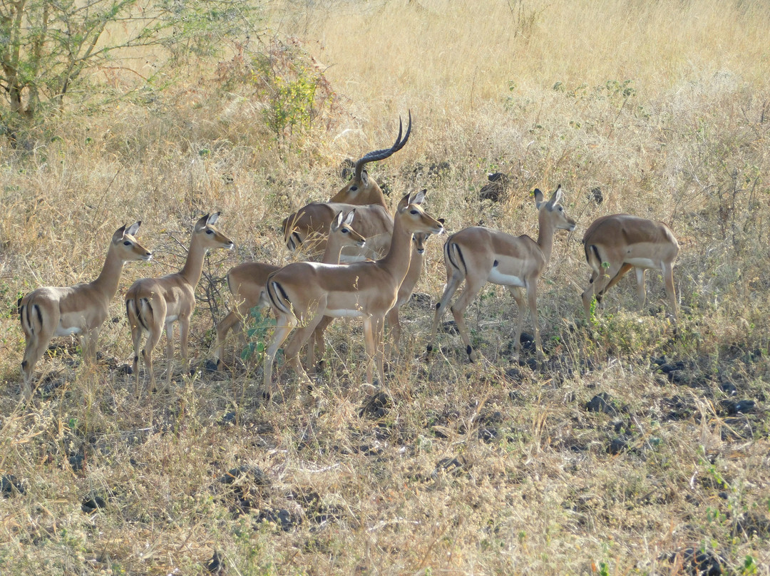 null-Meru National Park