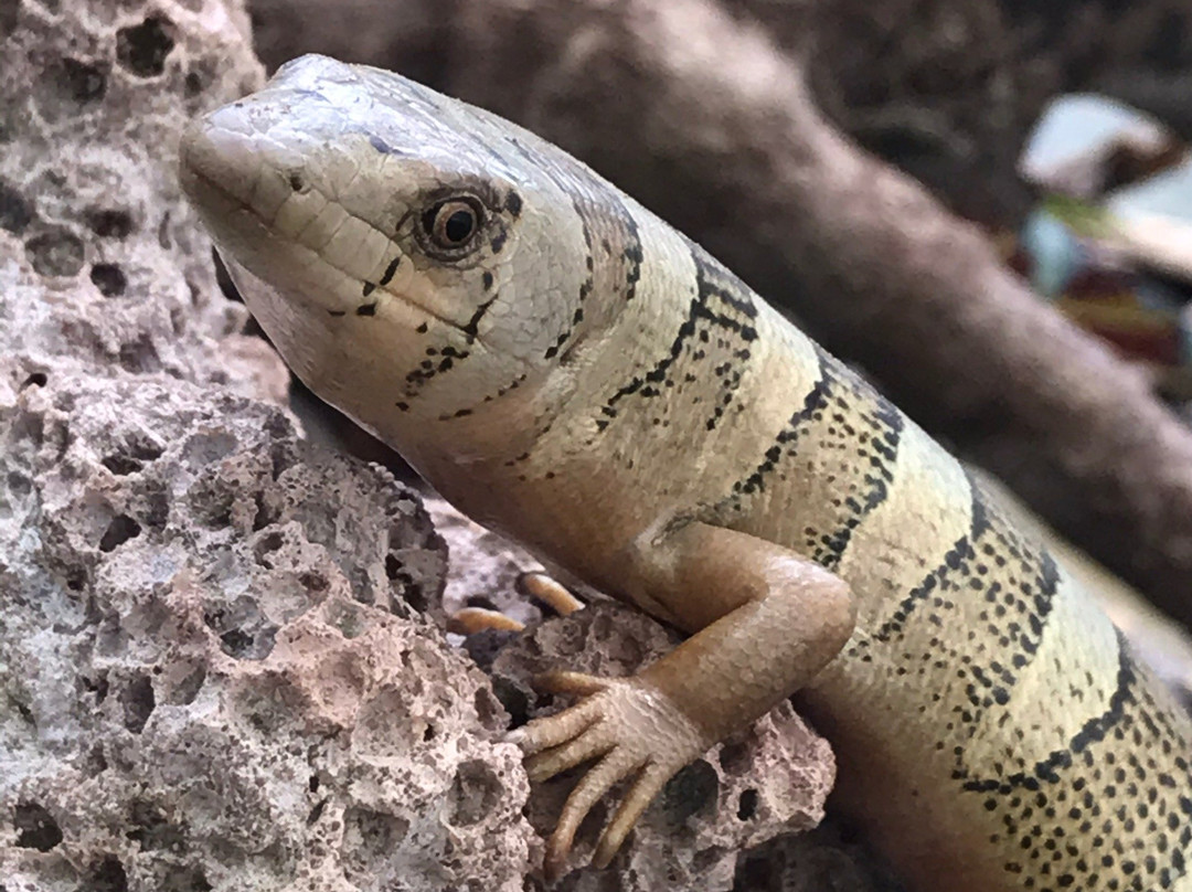 Reserva Betary-伊波兰加必去景点