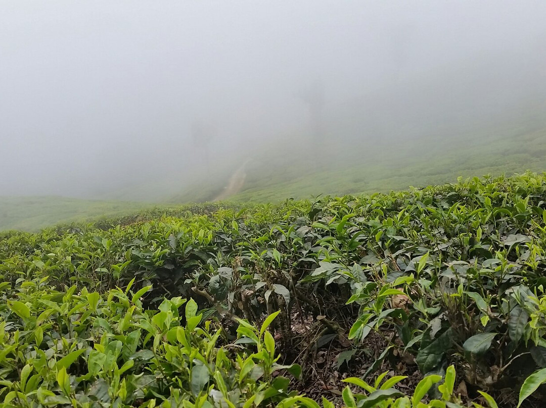 Top Station View Point-Theni必去景点