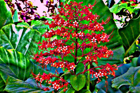 Jardin Botanico Nacional-哈瓦那必去景点