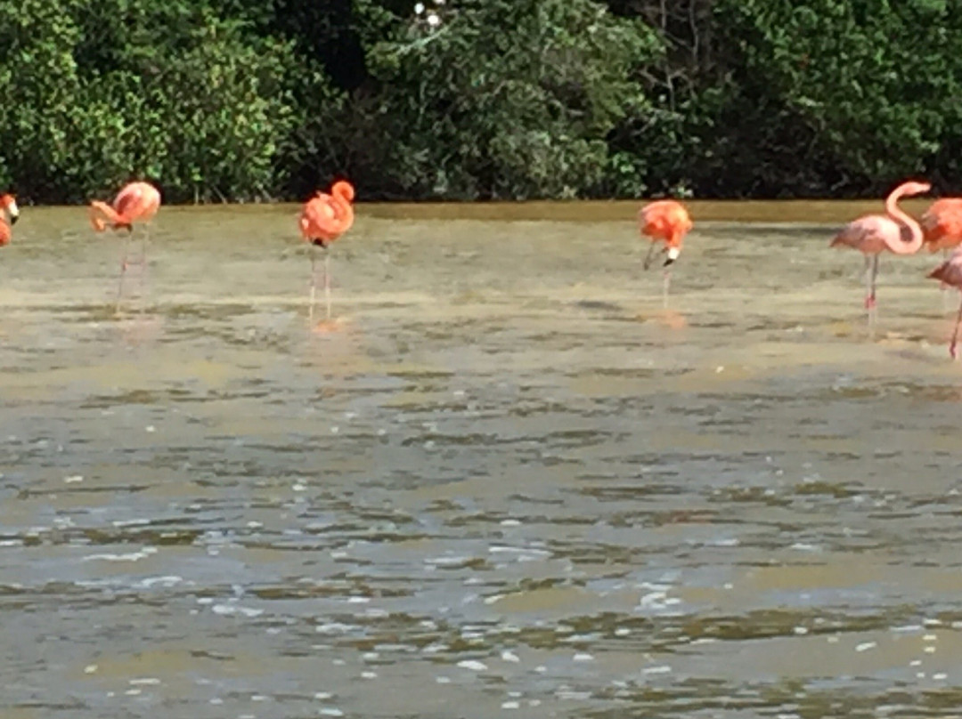 Flamingo Tours-塞莱斯顿必去景点