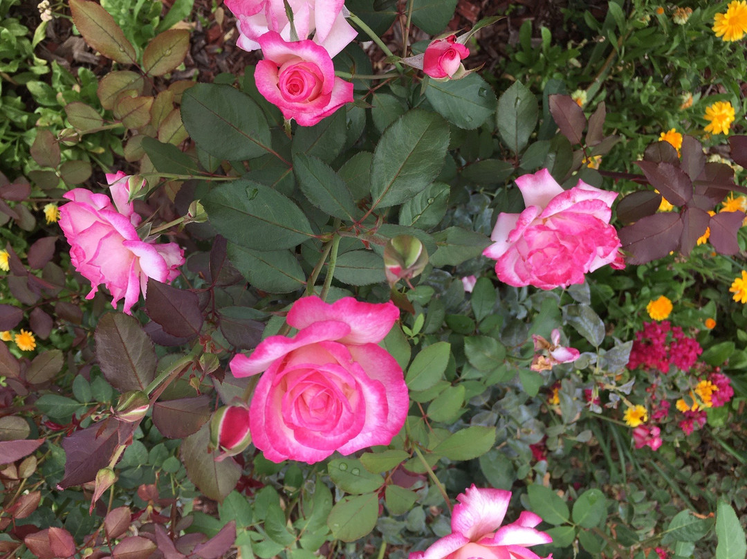 Quirindi Sunflower Motor Inn主图