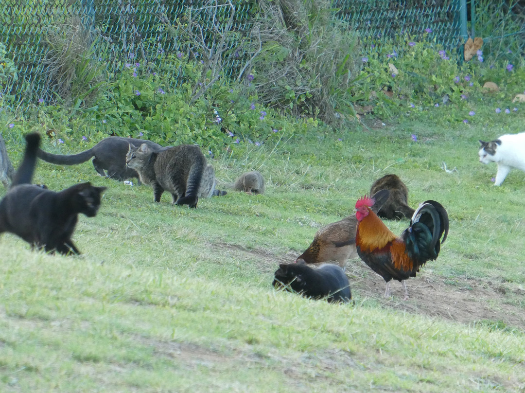 Keopoulani Regional Park-怀露库必去景点