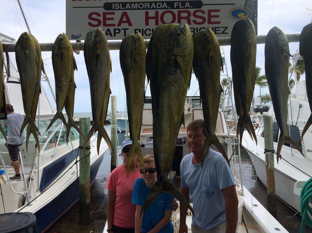 Sea Horse Private Charters-伊斯拉摩拉达必去景点