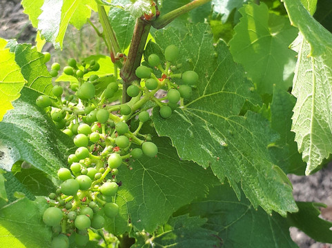 In Vox Veritas-兰斯必去景点