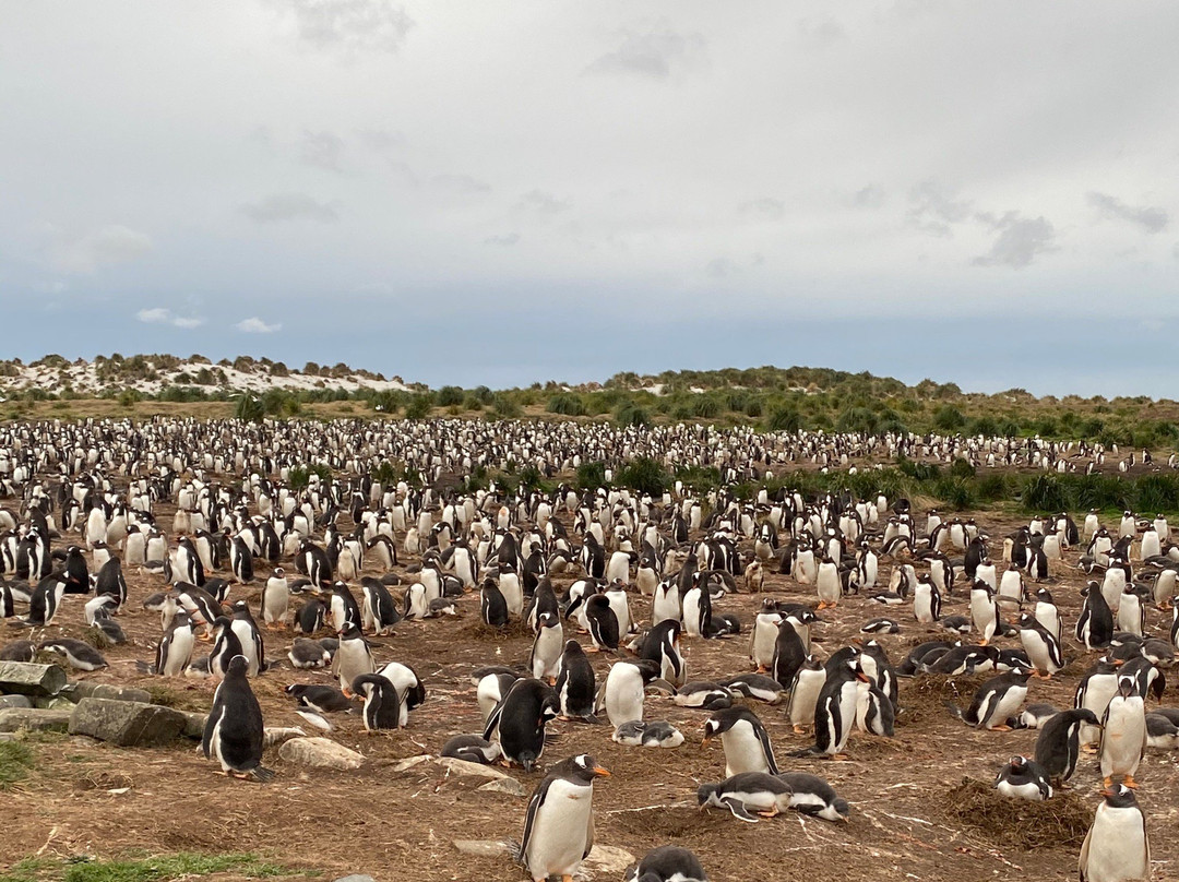 Sea Lion Island景点图片