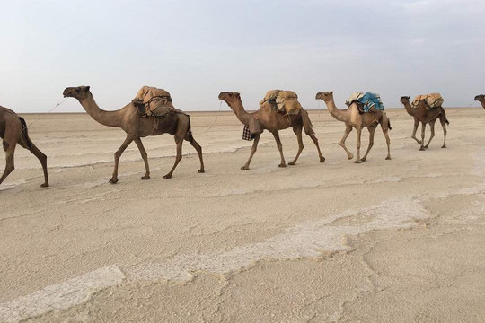 Tanian Ethiopia Tours-巴哈尔达尔必去景点