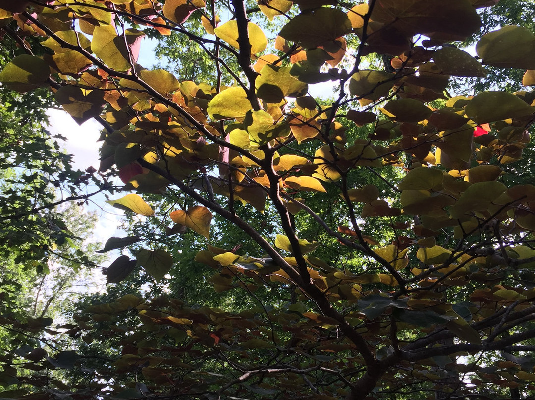 Flowood Nature Park景点图片