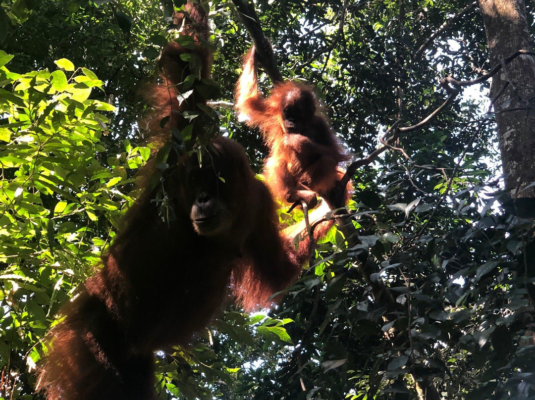 Orangutan-Country Bukit Lawang-武吉拉旺必去景点