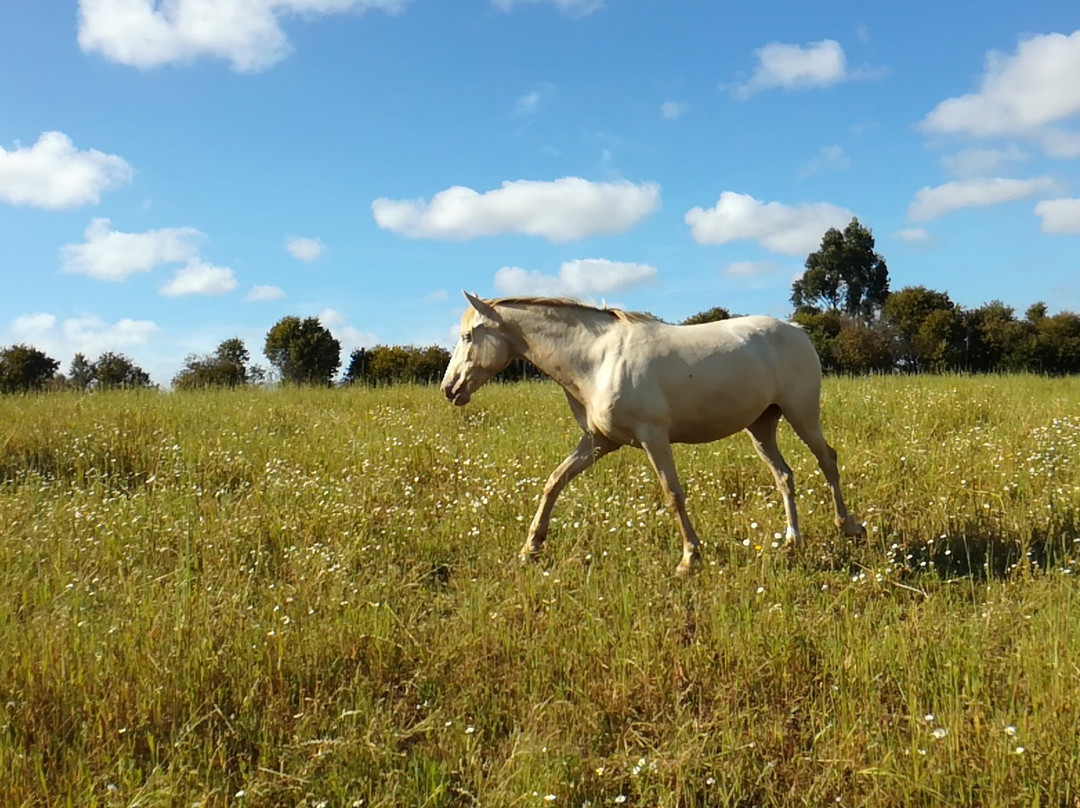 NaturaHorses-Vila Nova de Milfontes必去景点