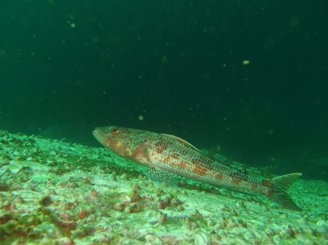 Snorkel & Dive Safari Swansea景点图片