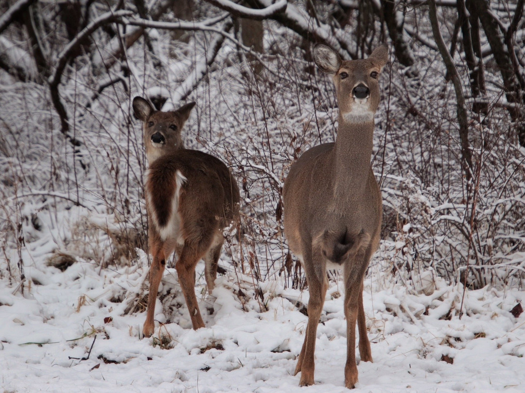 Schiller Woods-席勒公园必去景点