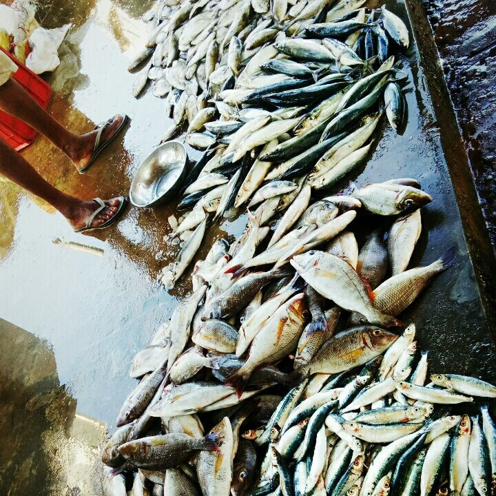 Negombo Fish Market-尼甘布必去景点