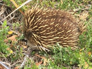 St Helens Point Conservation Area景点图片