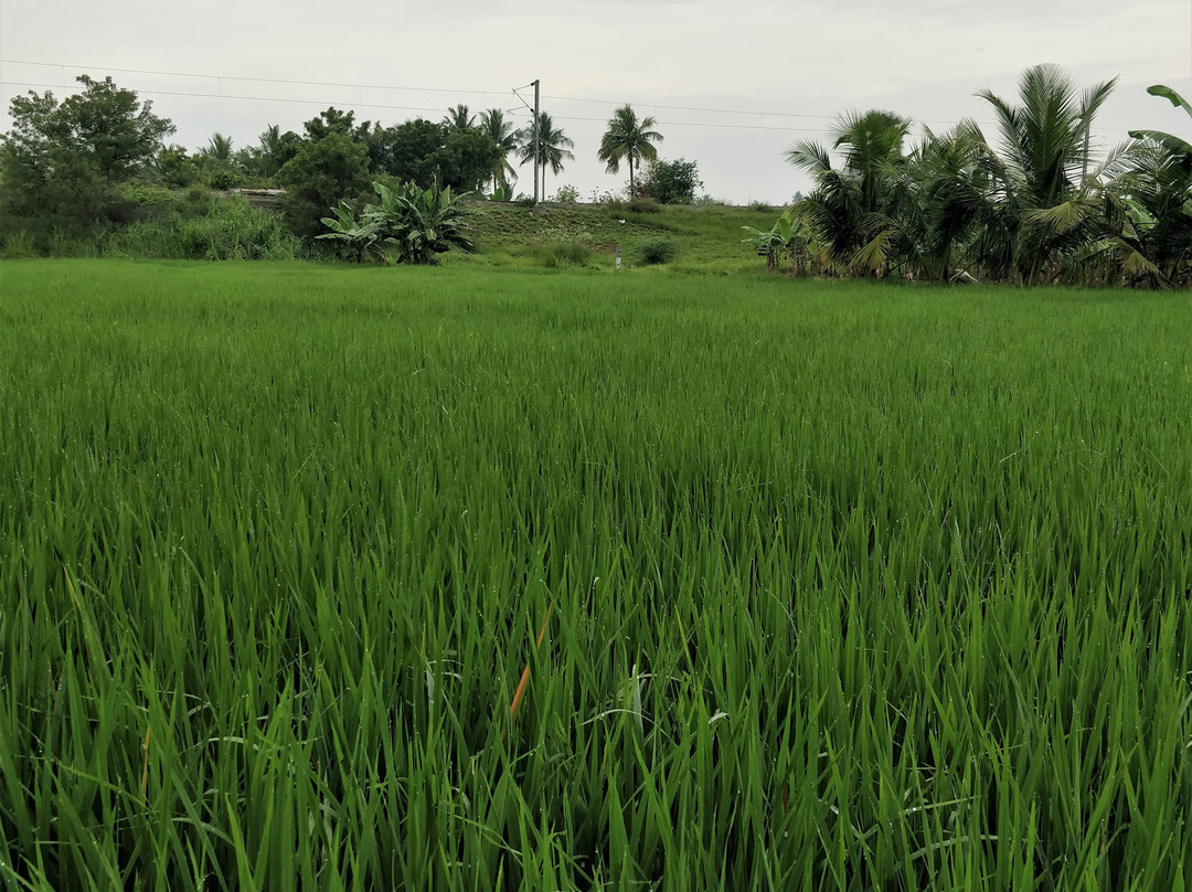Cauvery River-Erode必去景点