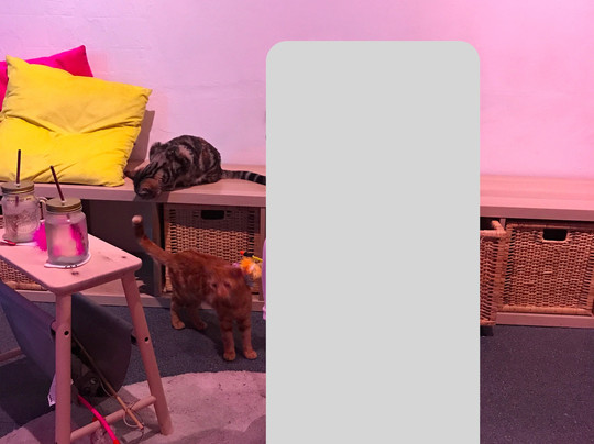 Catmosphere Cat Cafe-Surry Hills必去景点