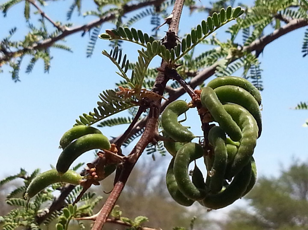 MiTour-伊基克必去景点
