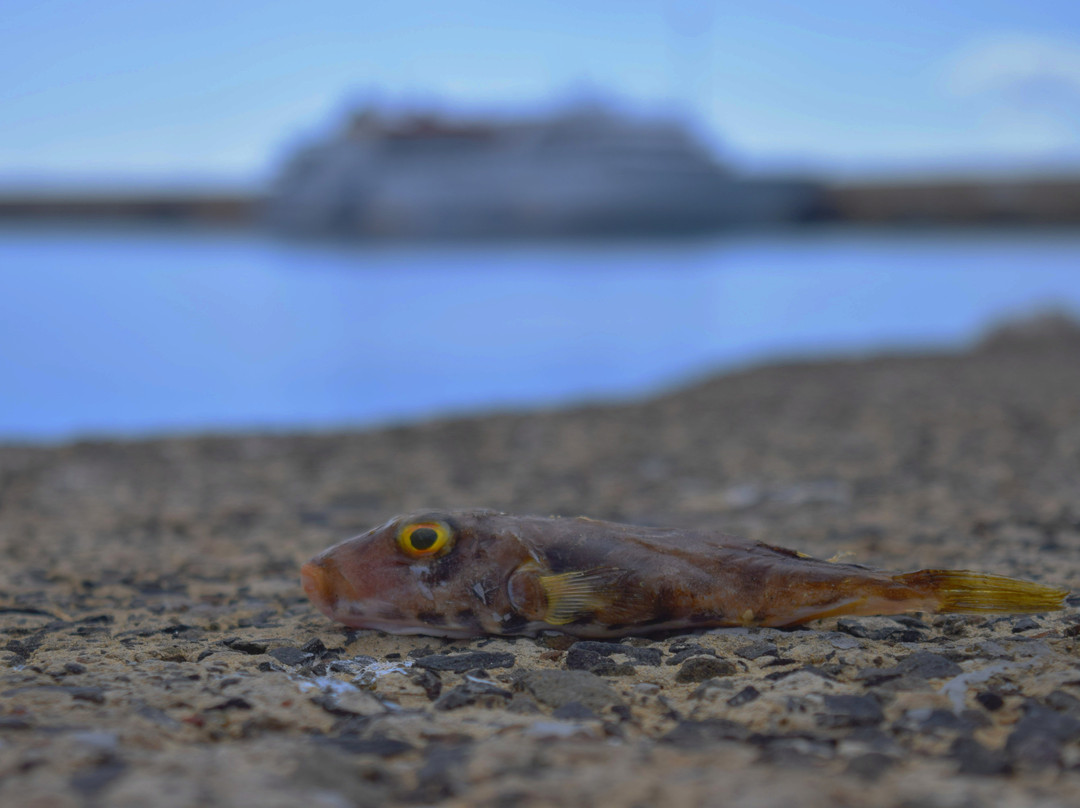Porto Santo Marina-Porto Santo Island必去景点