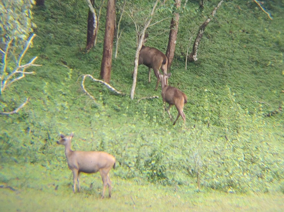 Periyar National Park景点图片