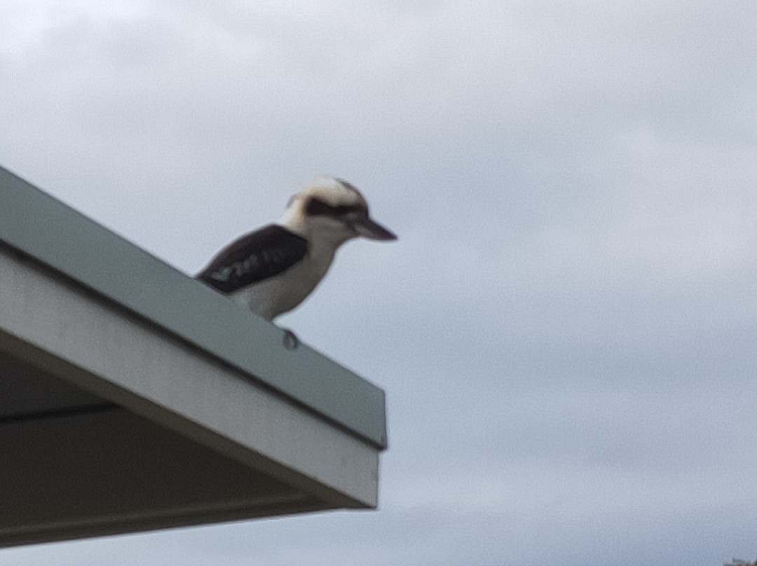 Norfolk Pine Motel主图