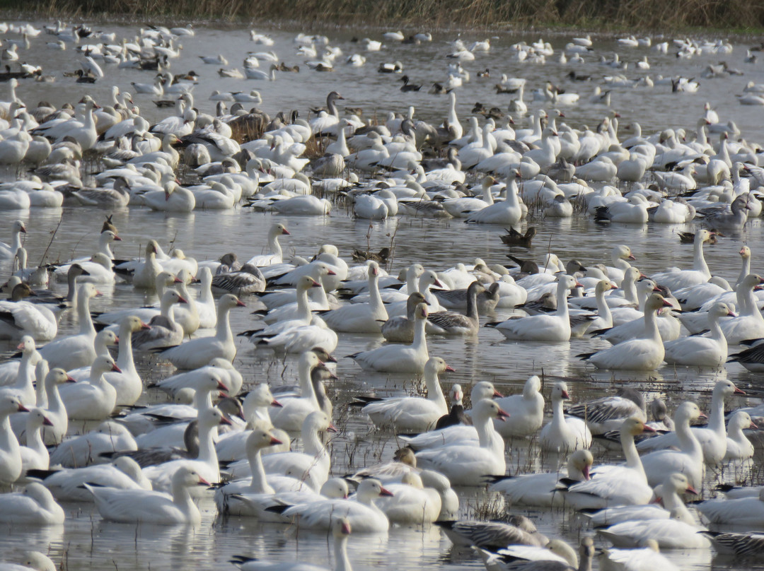 Colusa National Wildlife Refuge-Colusa必去景点