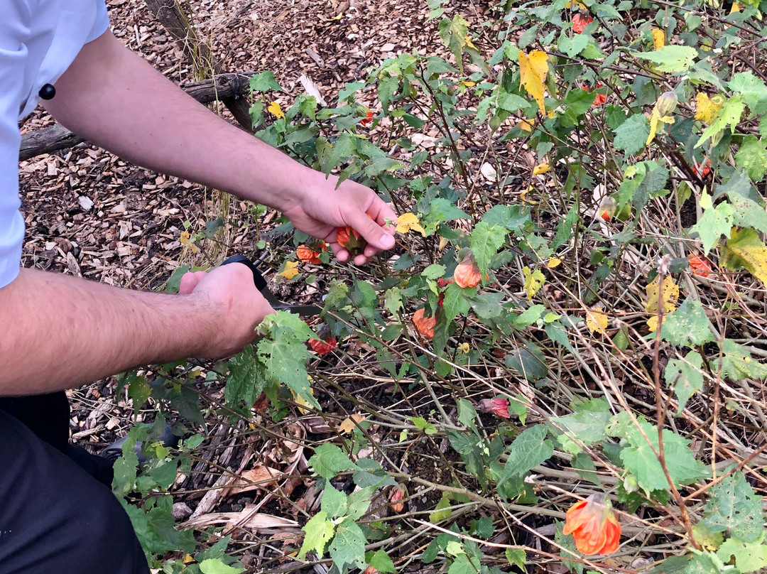 Edible Forest Yarra Valley景点图片