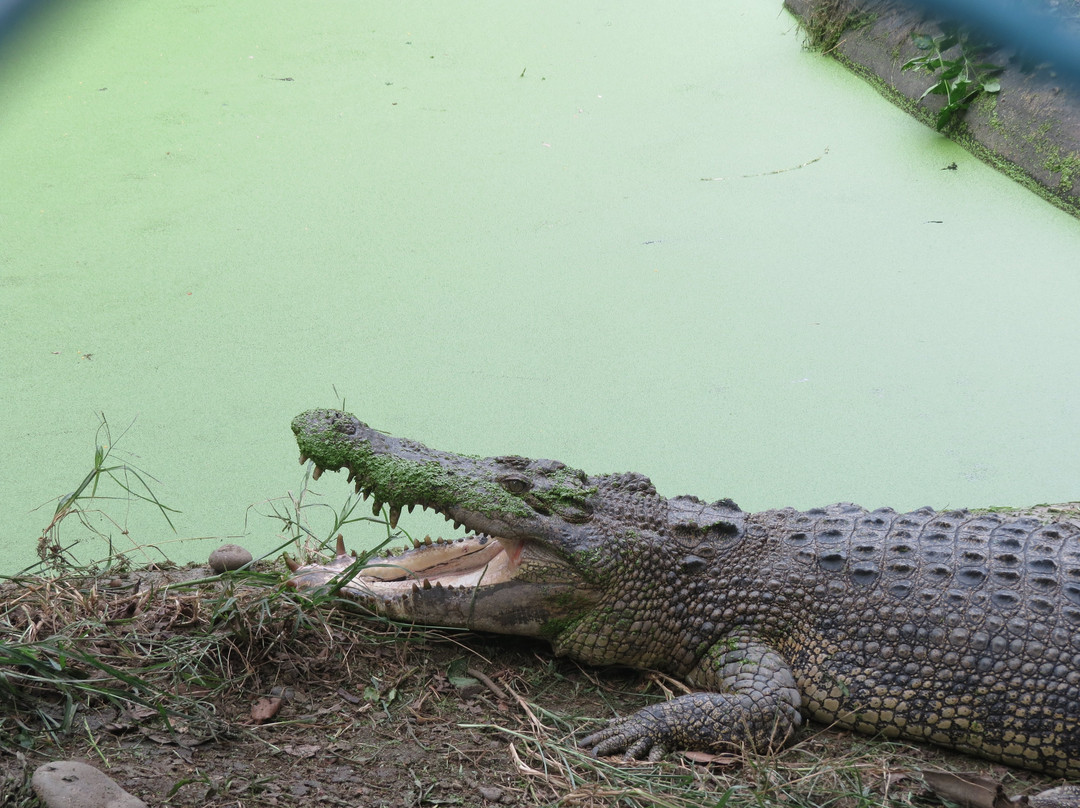 Davao Crocodile Park景点图片