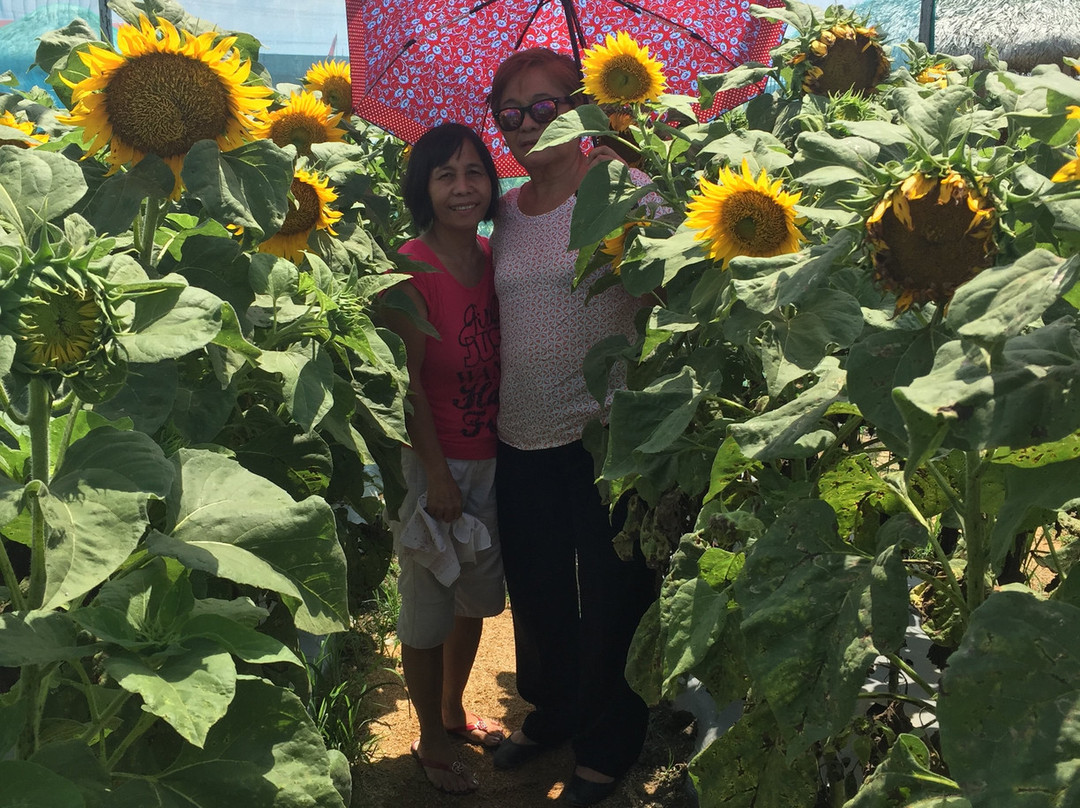 Sunflower-Maze Allied Botanical Corporation景点图片