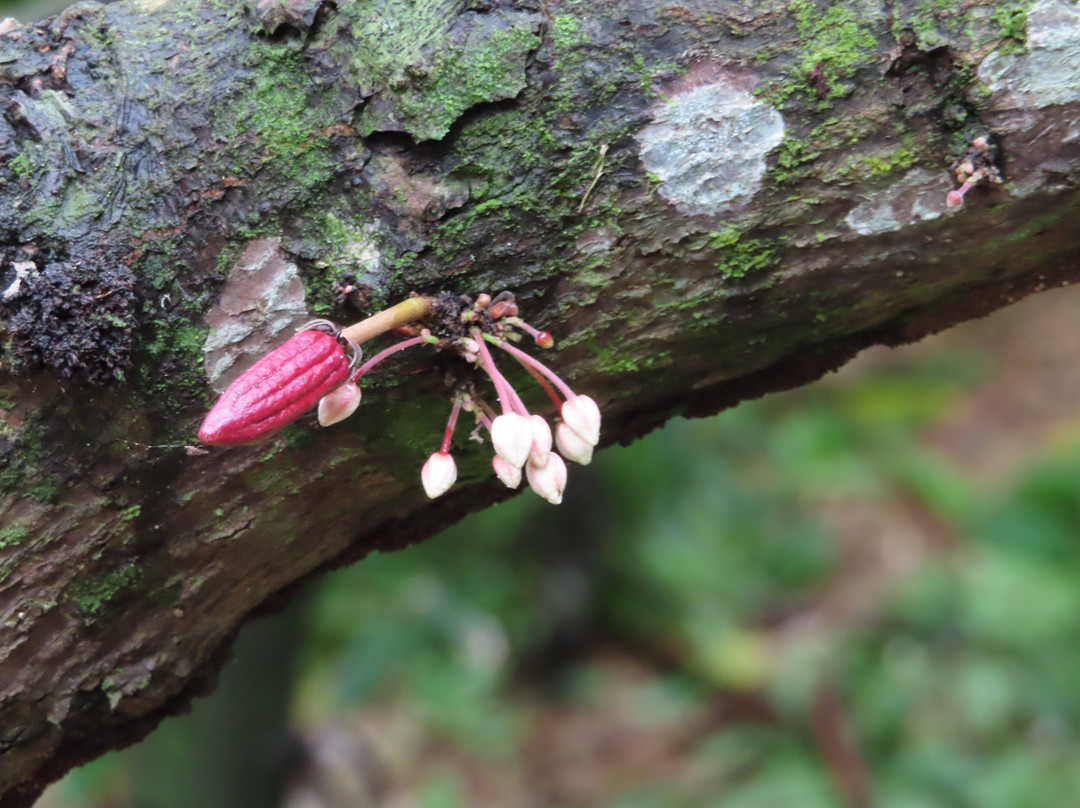 Tobago Cocoa Estate-Roxborough必去景点
