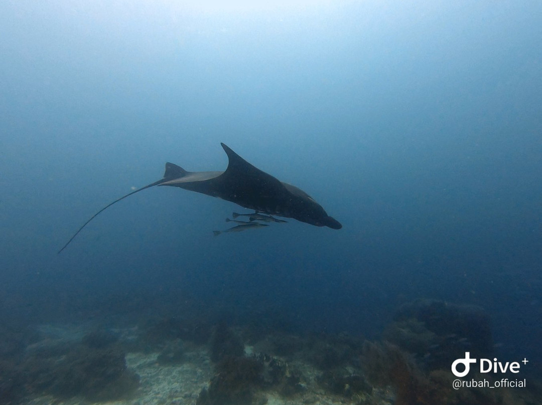 Arborek Dive Shop-Arborek必去景点