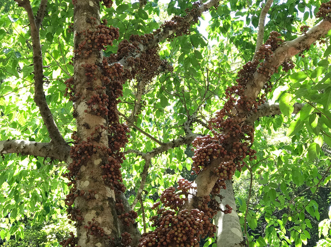 Crystal Cascades-Redlynch必去景点