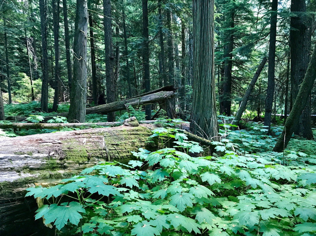 Hemlock Grove Boardwalk Trail景点图片