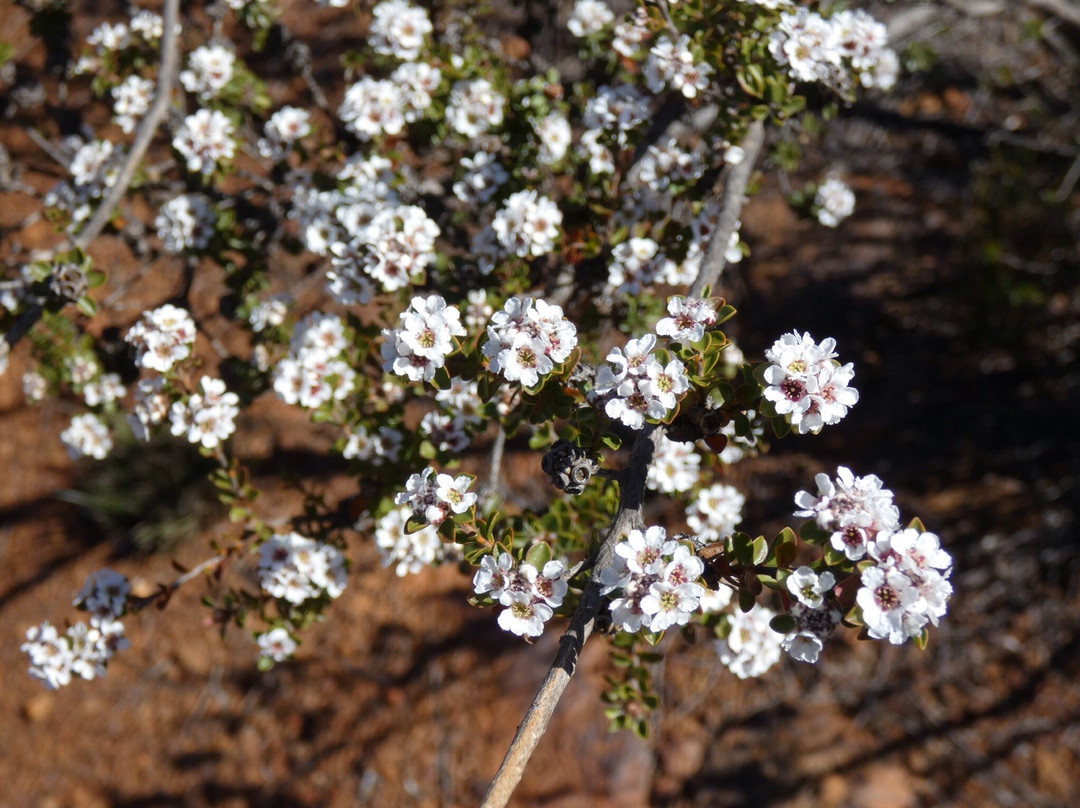 Ravensthorpe Range-Ravensthorpe必去景点