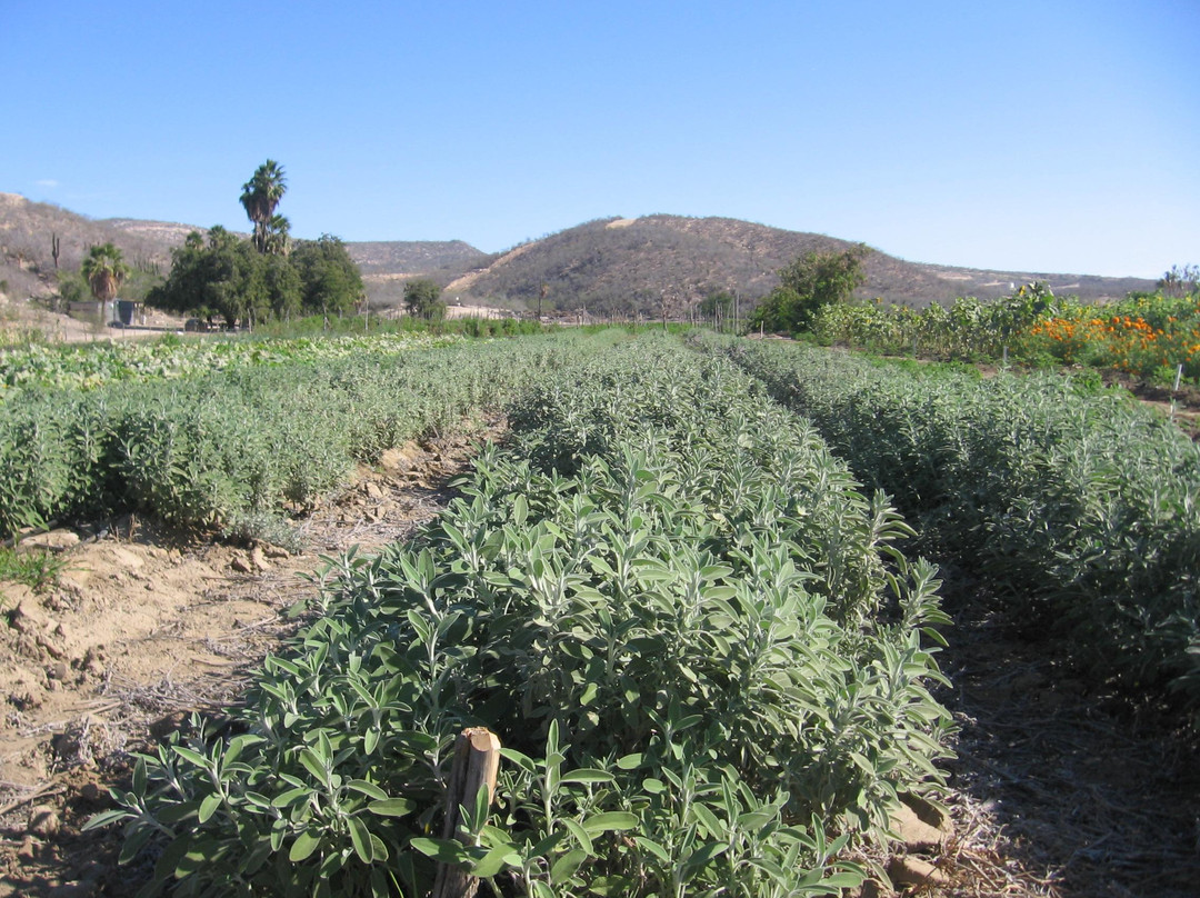 Organic Farm Tour at Huerta Los Tamarindos景点图片