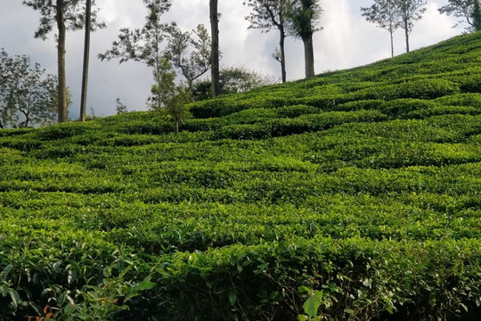 Planet Green Plantation Resort主图