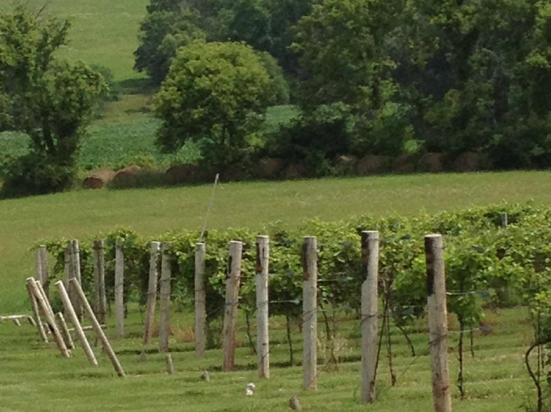 Bellevue旅游景点-Fergedaboudit Vineyard & Winery