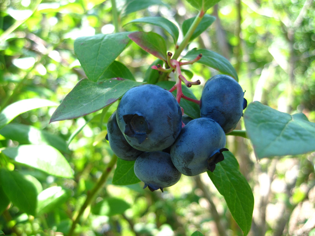 Stateline Blueberries景点图片