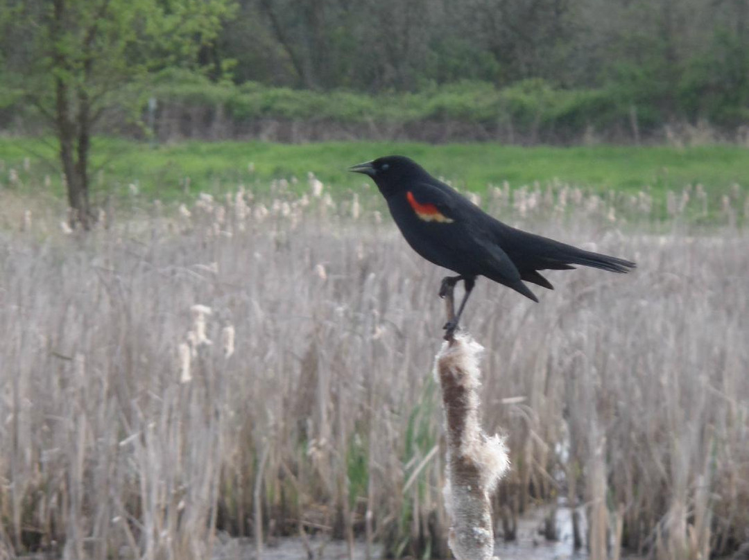Ridgefield National Wildlife Refuge景点图片