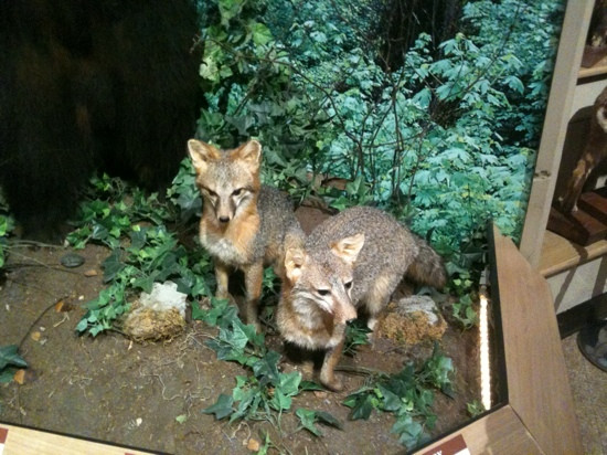 Brookshire's World of Wildlife Museum and Country Store-泰勒必去景点