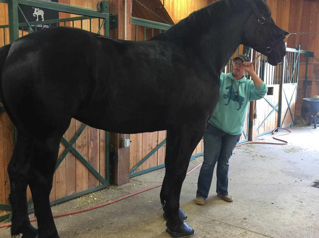 Young Living Farms Lavender Farm-Mona必去景点