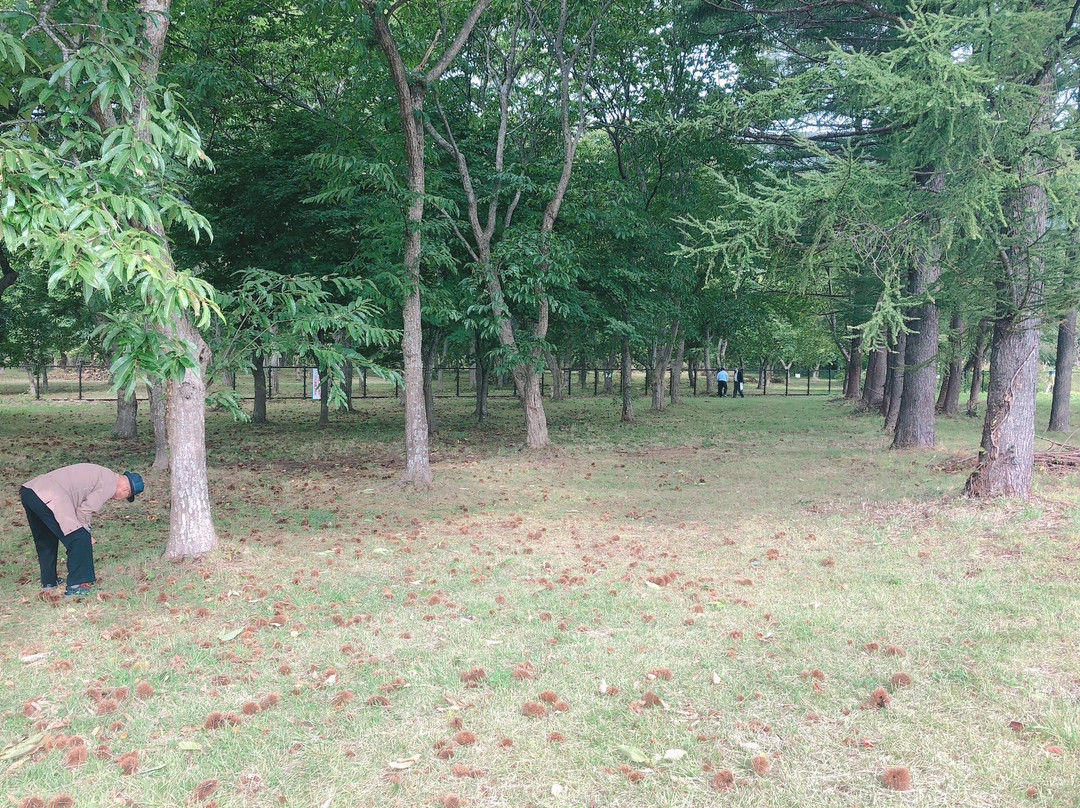 Kinshuko Service Area Inbound and Outbound-西和贺町必去景点