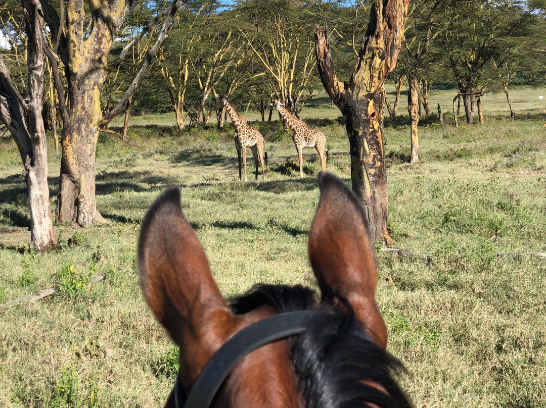 Bellafrica Journeys - Horse Riding Safari-奈瓦夏必去景点