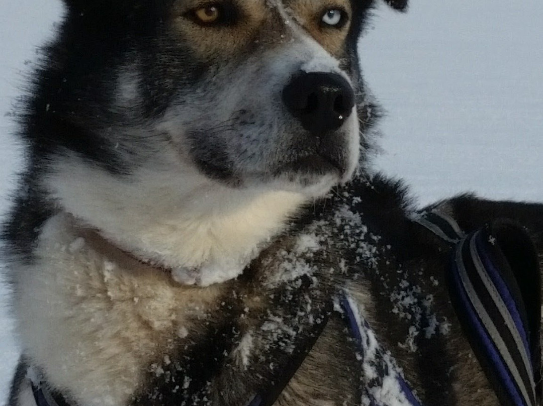 Husky Andøy Uwe Baumgärtel景点图片