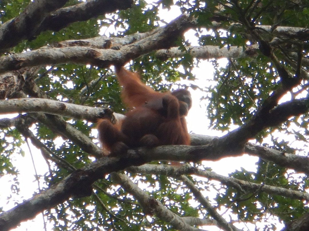 Jack Jungle Trip-Ketambe必去景点