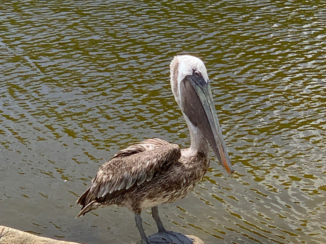 Wilhelmina Park-奥腊涅斯塔德必去景点